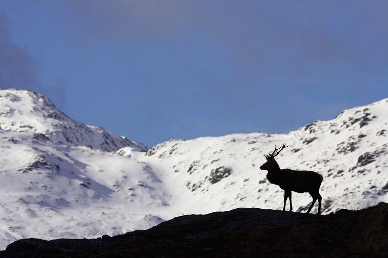 Red Deer (Cervus elaphus) stag silhouetted on ridge with snow-covered mountains in background. Northwest Highlands, Scotland.